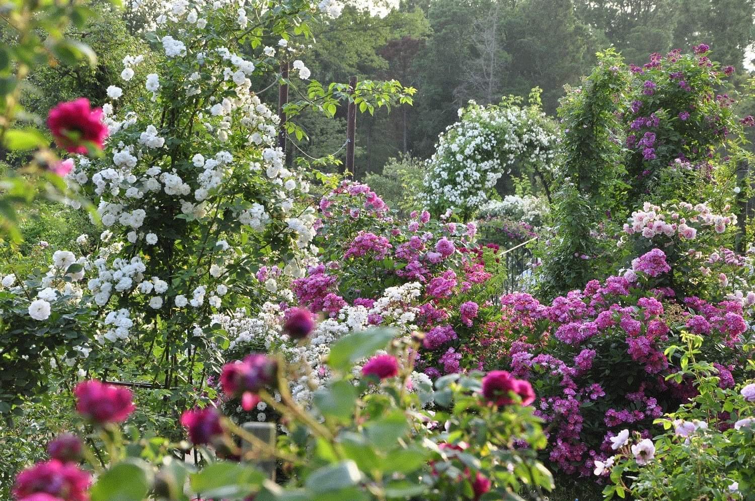 🌳 풀피리 언덕(사쿠라 쿠사부에노오카)